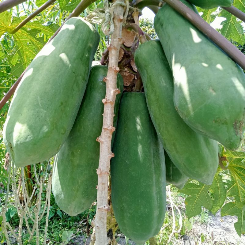 

Bibit Biji Pepaya Jumbo 6kg Bahkan Lebih,isi25Butir.