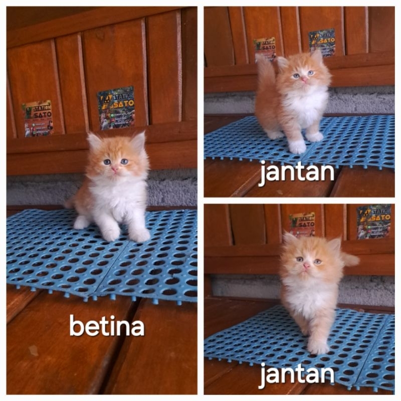 Kucing Kitten persia oren gembul longhair bulu kapas gemoy