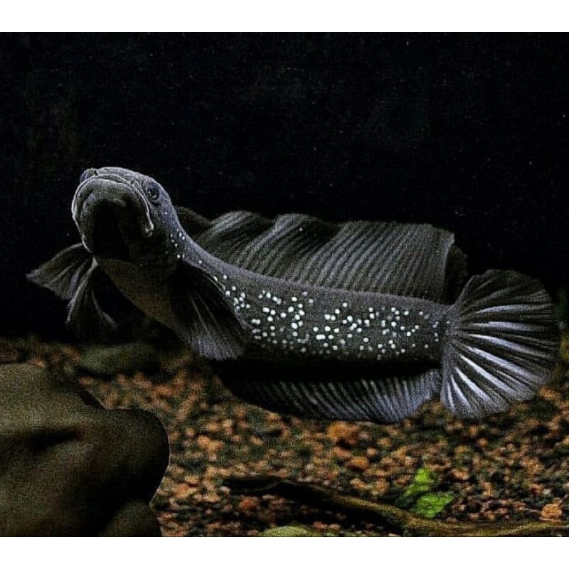 channa Asiatica white spot ( ws )