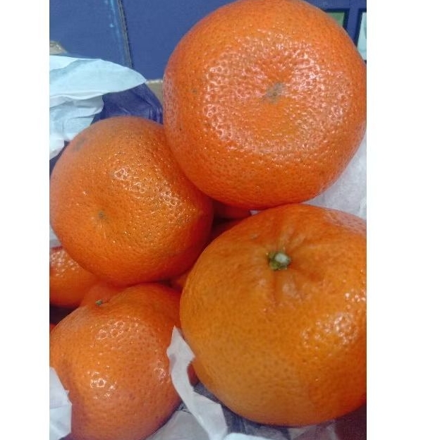 

Jeruk Mandarin honey murcot