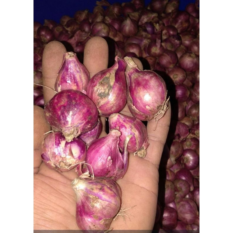 

bawang merah