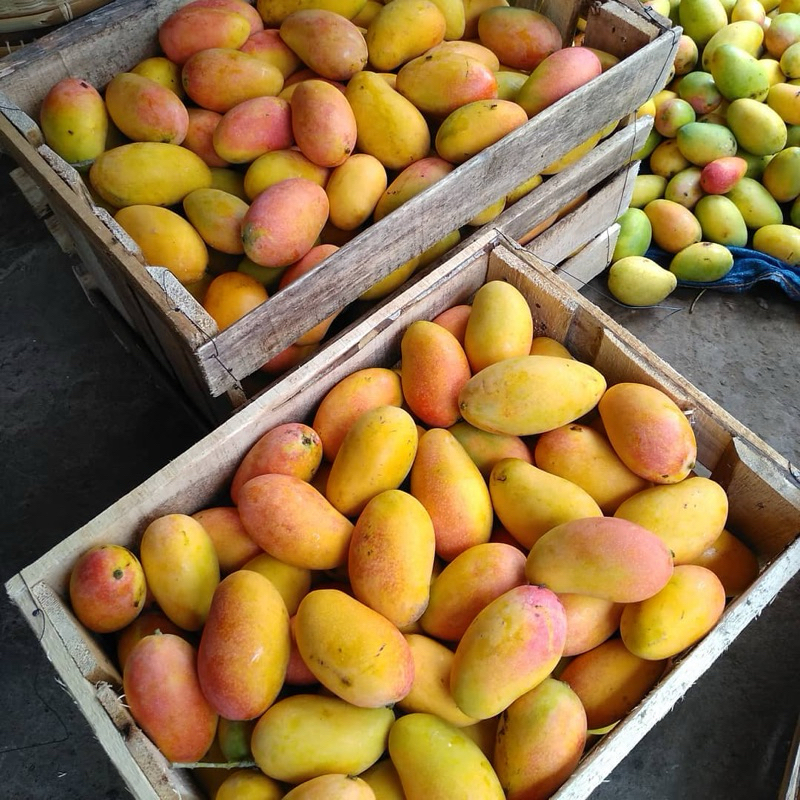 

Mangga Podang Gunung Suluhan Berat 1 Kg