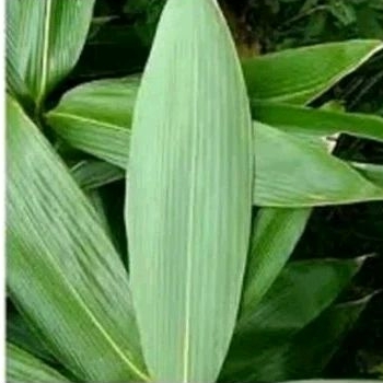 

daun bambu segar per 100 lembar