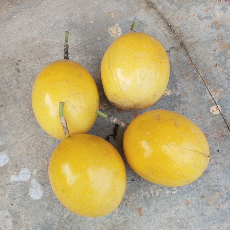 

Asam Manis Buah Markisa Matang 1 kg