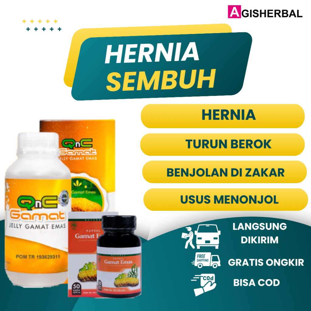 Obat Hernia Turun Berok Dewasa Dan Anak Qnc Jelly Gamat Herbal Isi 300 Ml Gamat Emas Kapsul