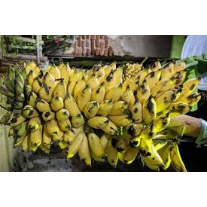

Pisang Muli 1000g