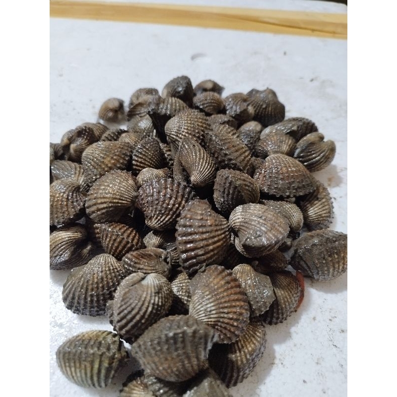 

Kerang dara fresh dan segar.masih hidup 1kg