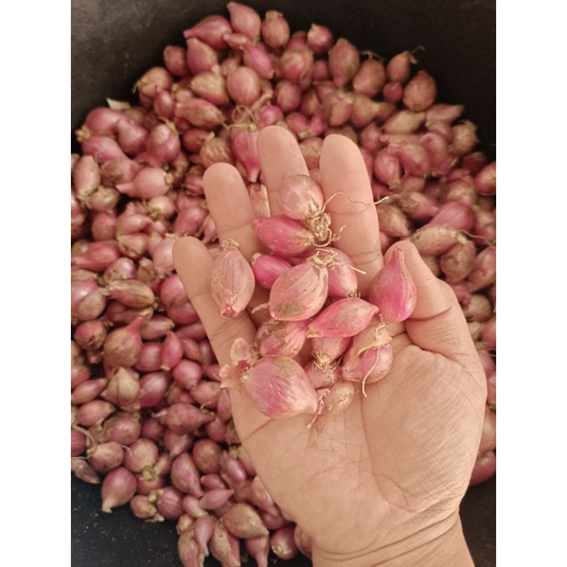 

Bawang merah kecil 1kg lokal Tulungagung