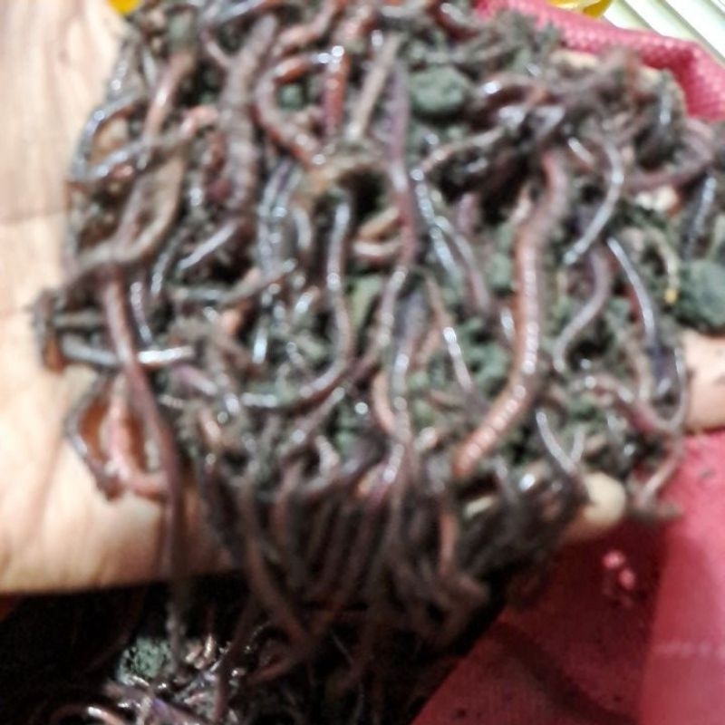 Cacing Gesit 250gram ( Umpan Galatama lele )