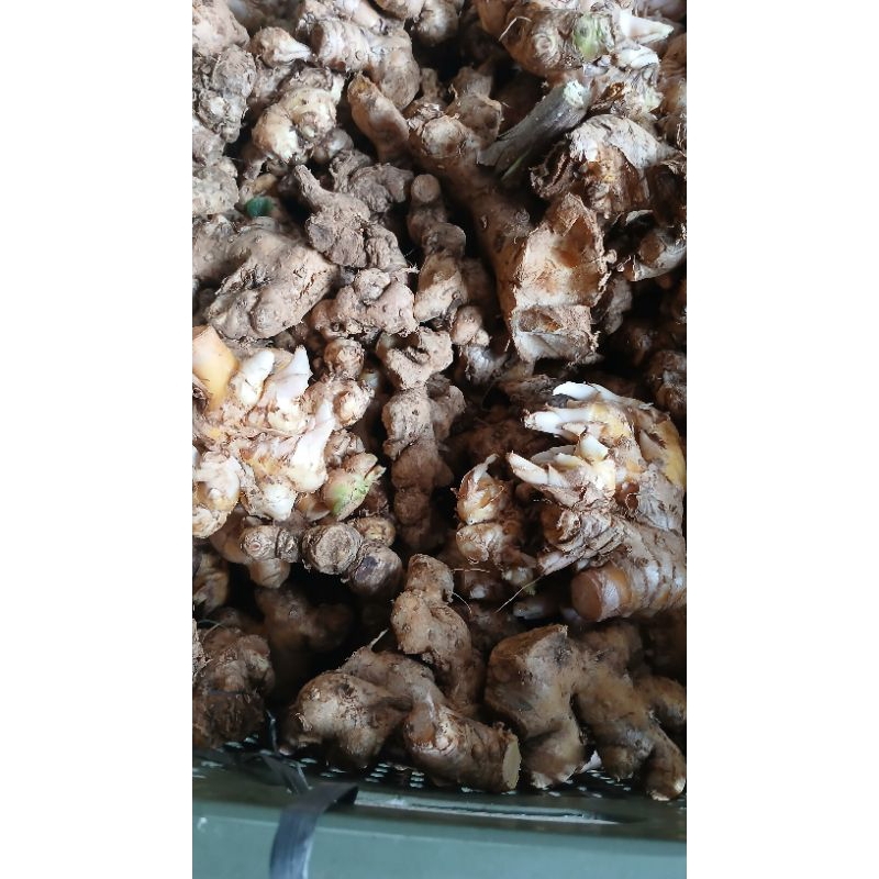 

BANGLE/PANGLAI SEGAR 1KG