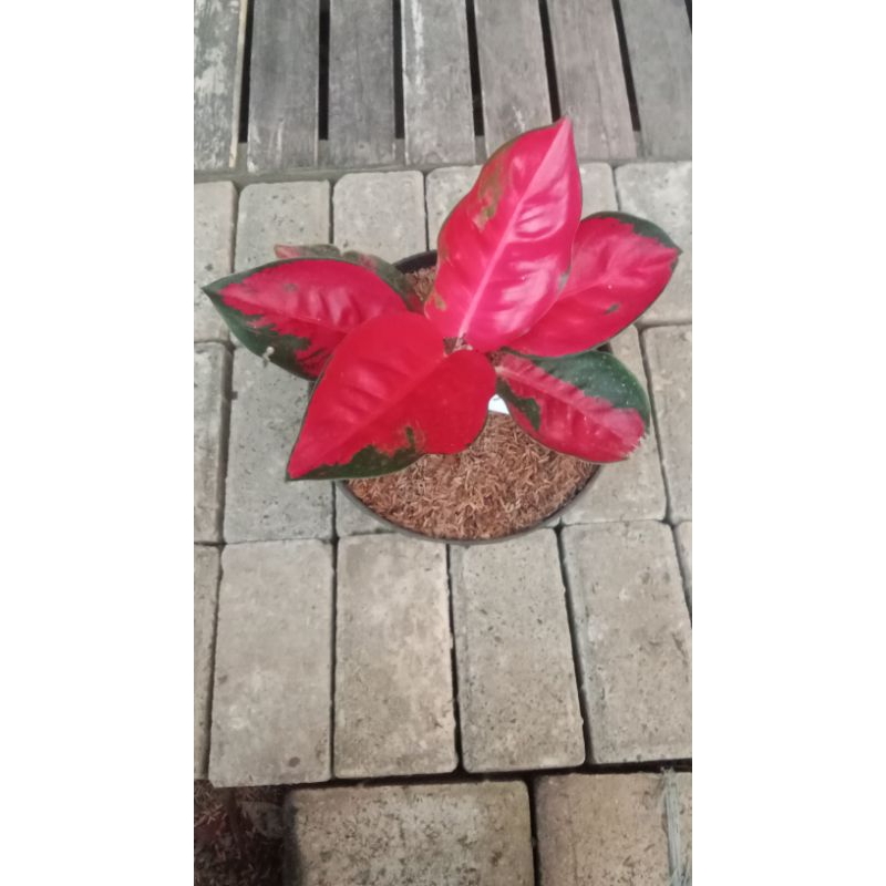 Aglaonema Suksom Jaipong