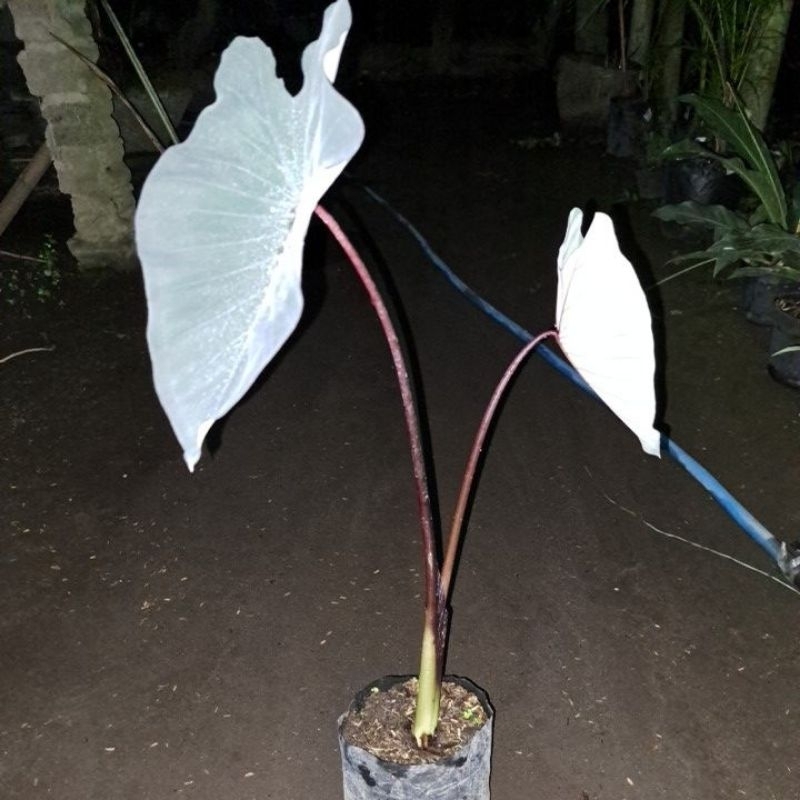 colocasia black magic