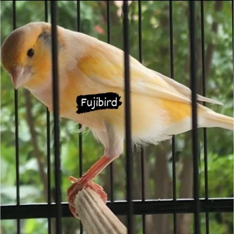 KENARI F1 BAHAN JANTAN PILIHAN