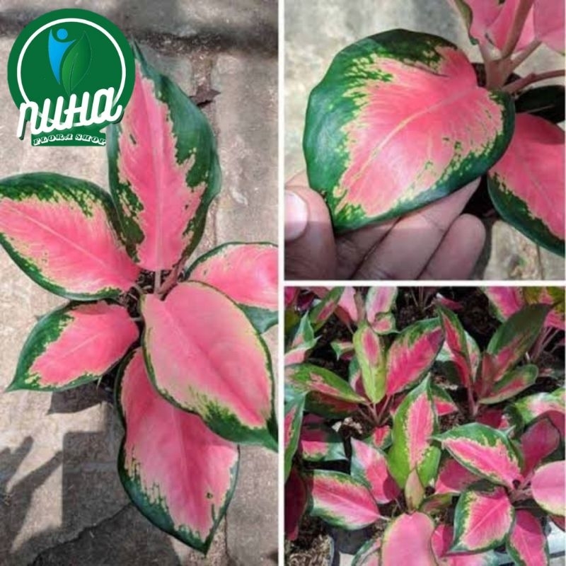 Tanaman aglonema kocin, bunga aglonema kocin