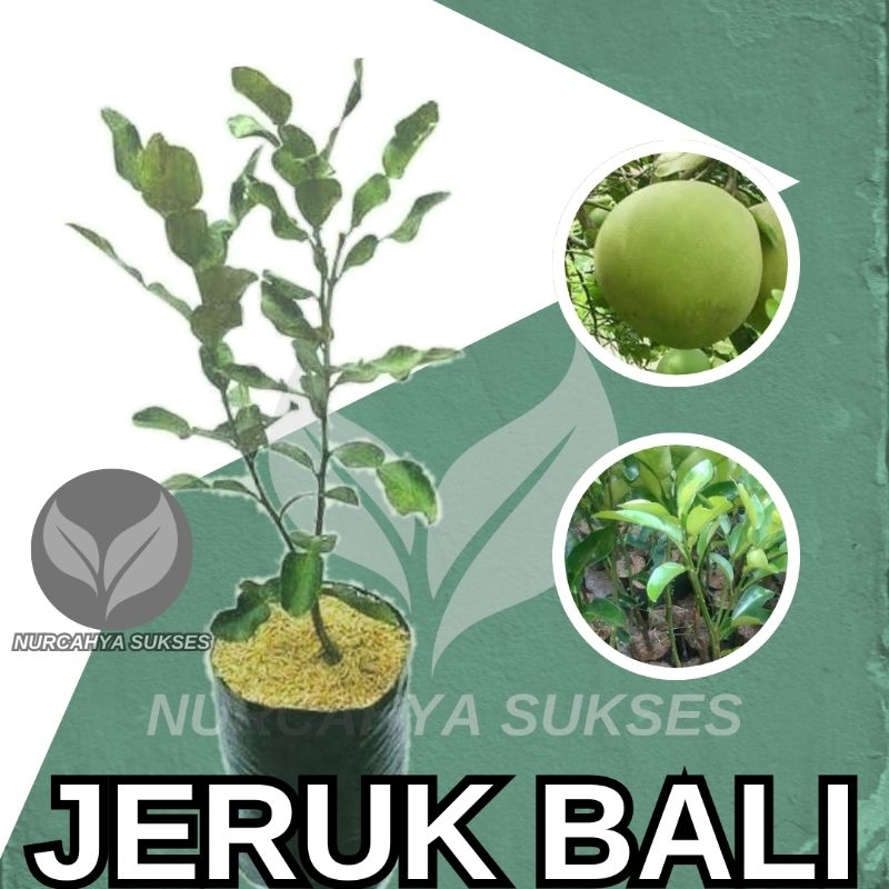 Bibit Tanaman Jeruk Bali Okulasi Bibit Jeruk Bali