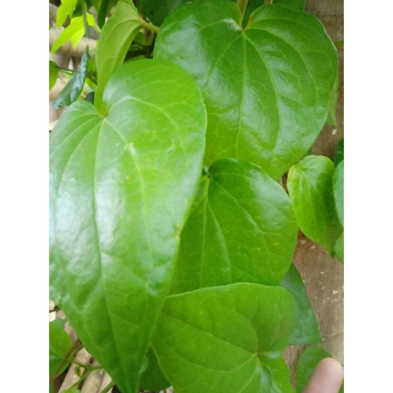 

Daun sirih hijau herbal 100% ori per lembar