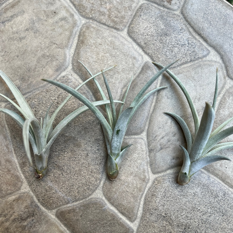 Tillandsia Capitata Yellow