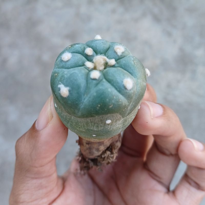 Kaktus Lophophora Fricii
