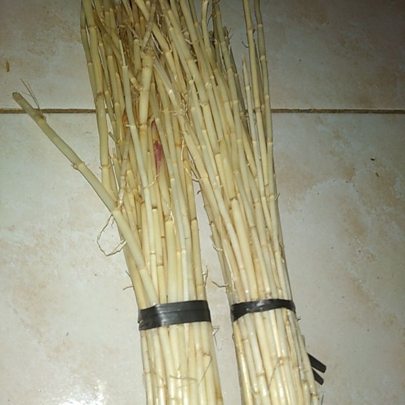 

Bahan Akar Ilalang / Alalang / Alang segar / EURIH / Kogon grass / bladygrass