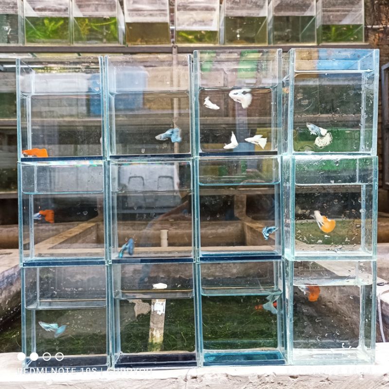 aquarium foto guppy afr red ear