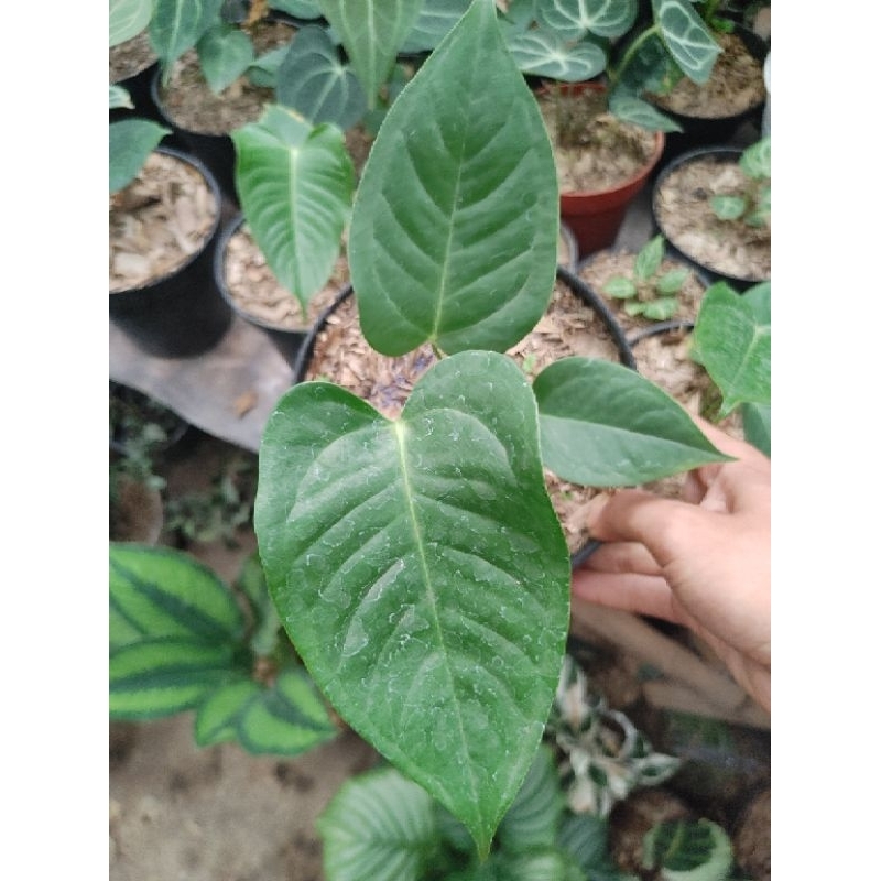 anthurium king veitchii narrow