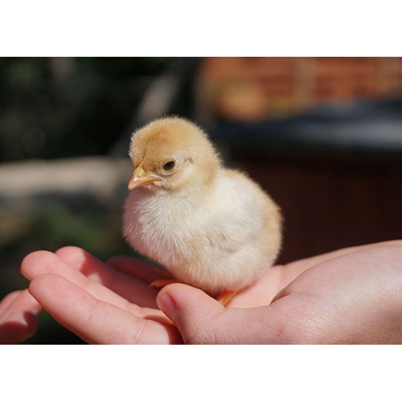 DOC Ayam Petelur/ Ayam Merah Kualitas Super