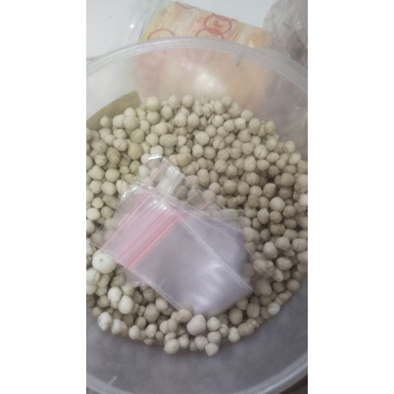 

pilus cikur