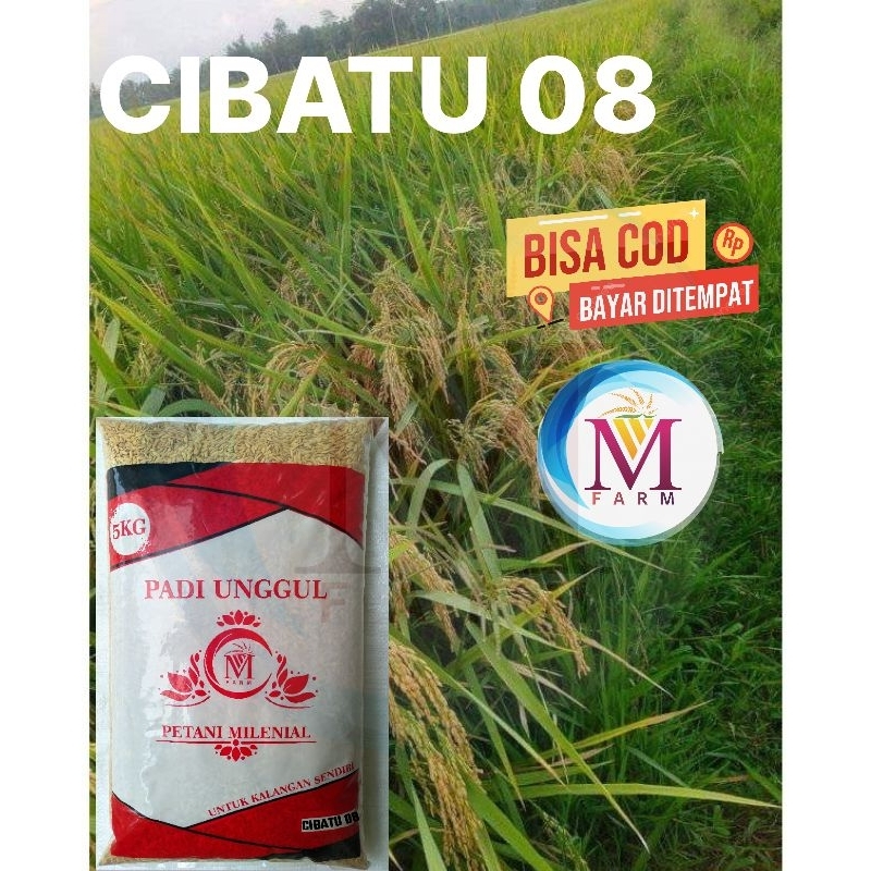 Benih padi Cibatu 08 kemasan 5kg