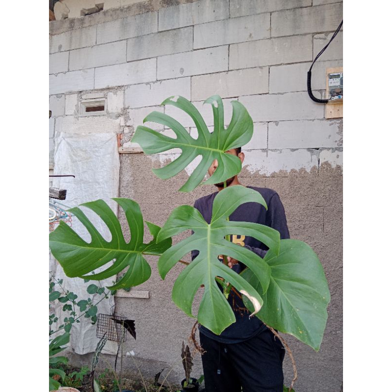 Monstera Brazilian Form 4 Daun