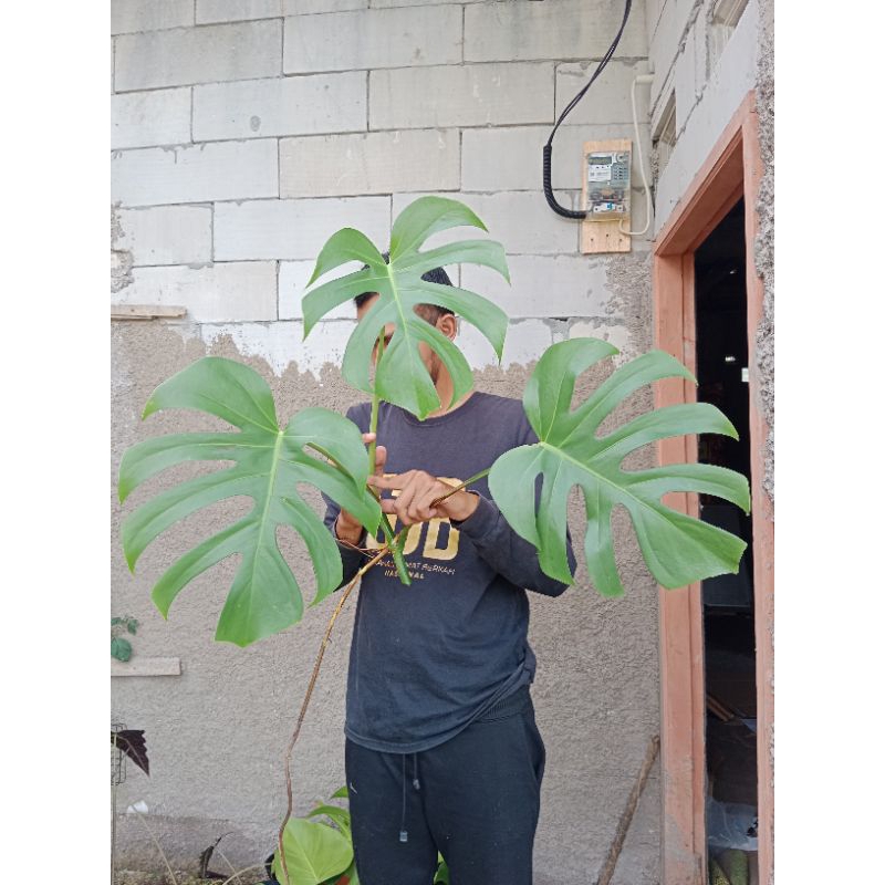 Monstera Brazilian Form 3 Daun