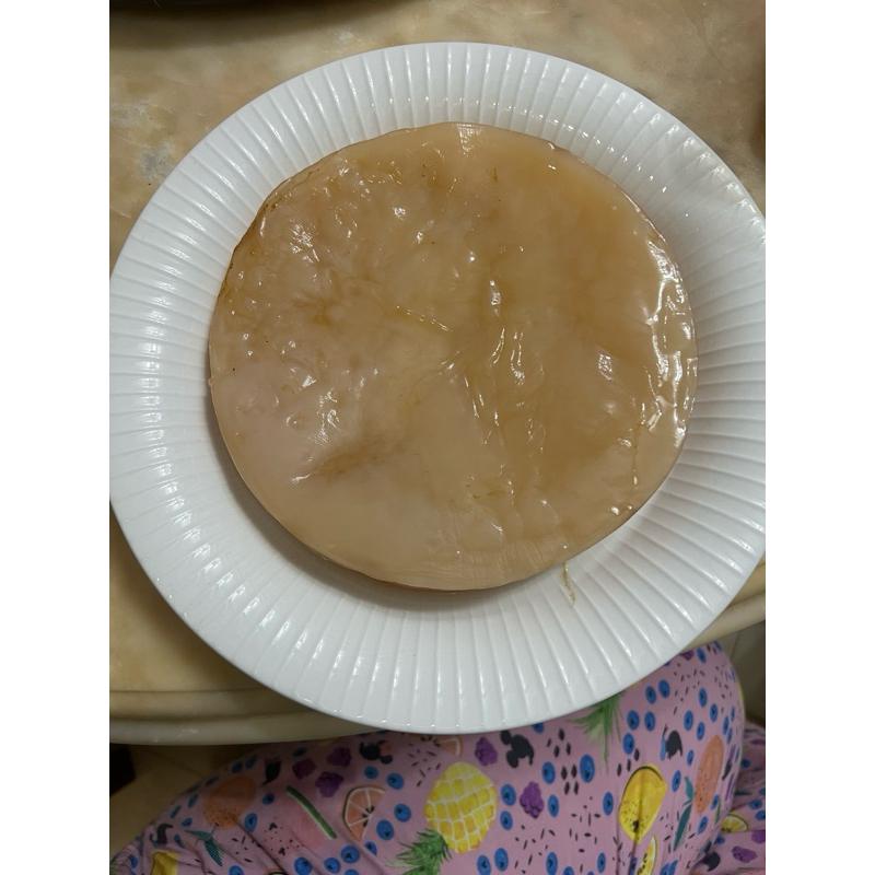 

SCOBY COMBUCHA JUMBO DENGAN STARTER