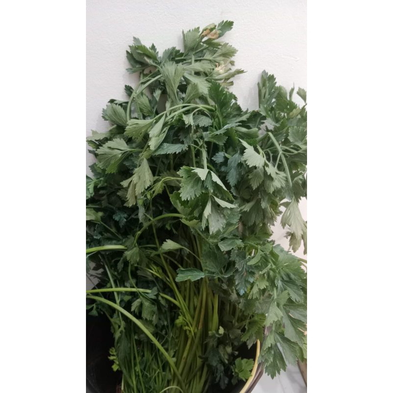 

Seledri Hijau Segar 100 Gram