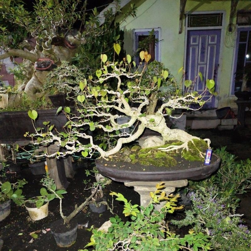 BONSAI WARU SESUAI FOTO