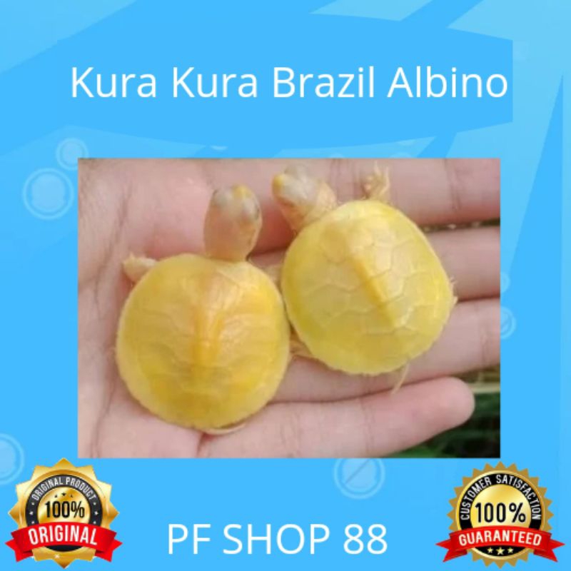 Kura Kura Brazil Albino 5 - 6 cm