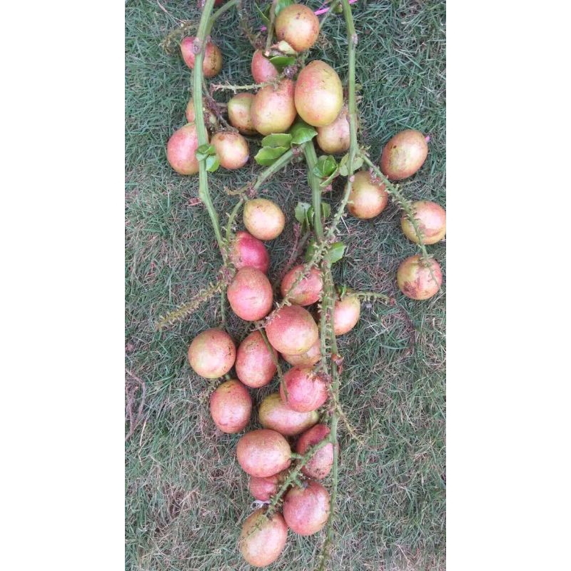 

Buah matoa manis asli jepara