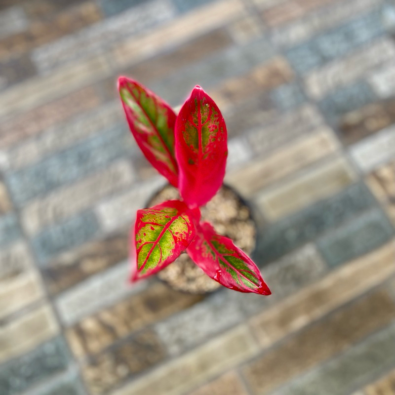 Aglaonema Jayanti Mutasi