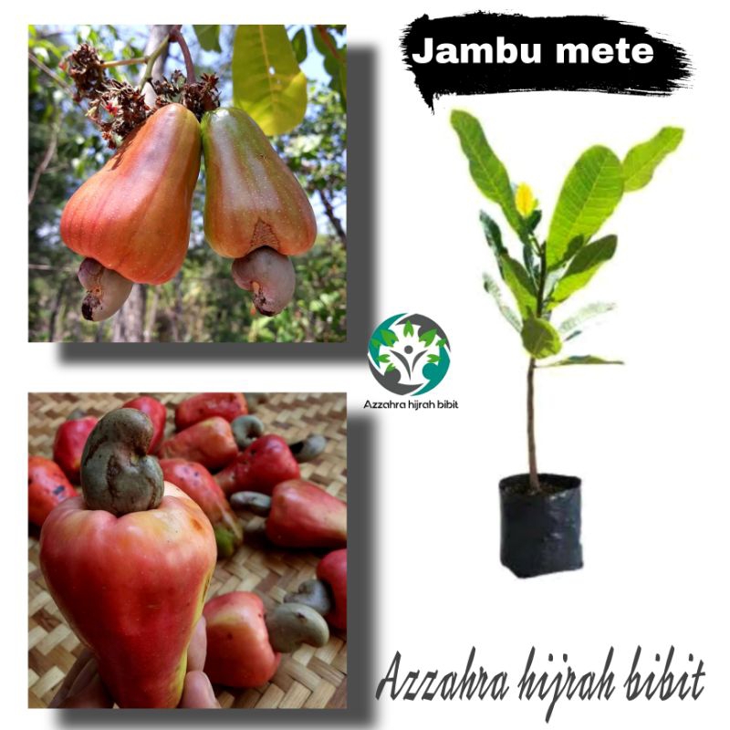 benih bibit tanaman buah jambu mete/bibit jambu monyet/jambu mete unggul
