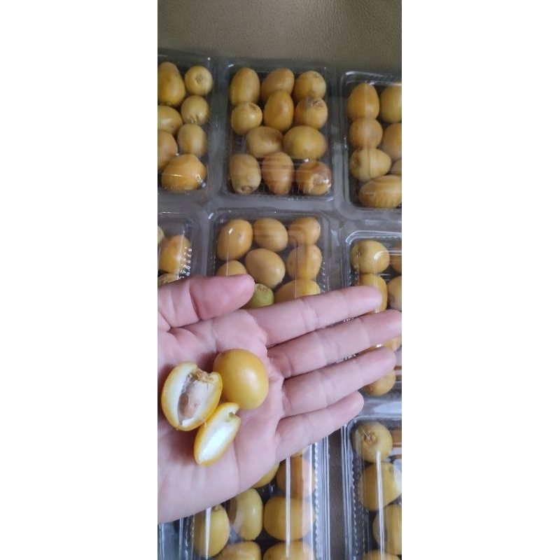 

Kurma Muda untuk Promil Ruthob Frozen