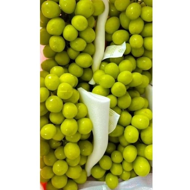 

Anggur Shine Muscat - Buah Anggur Shine Muscat Pack 500 Gram