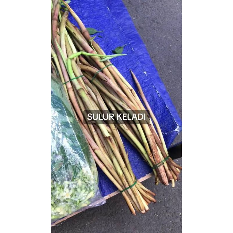

Sayur Sulur Keladi Segar Pontianak