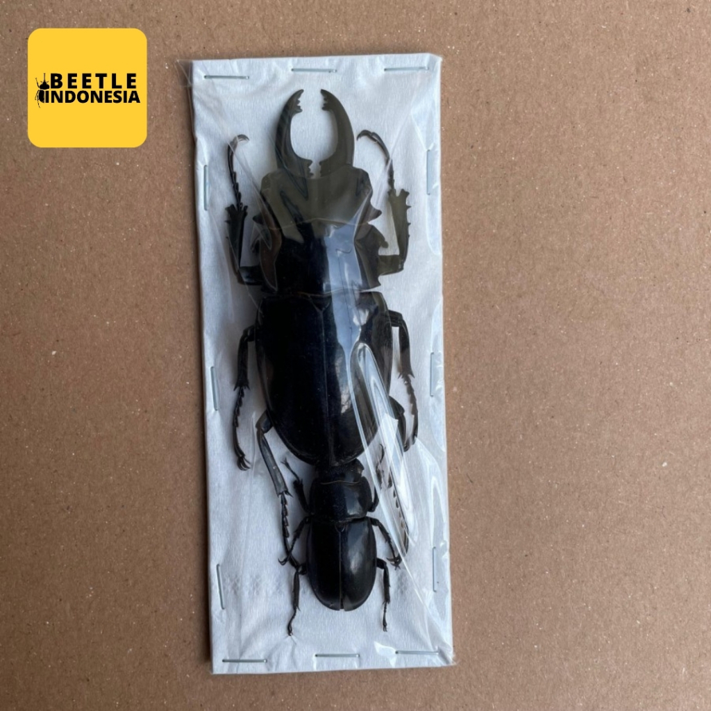 Awetan Kumbang Capit Odontolabis Billicosa