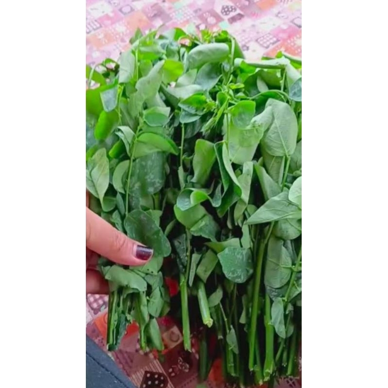 

Daun Katuk Katu Segar 250 Gram Sayur Termurah Obat Herbal Tradisional