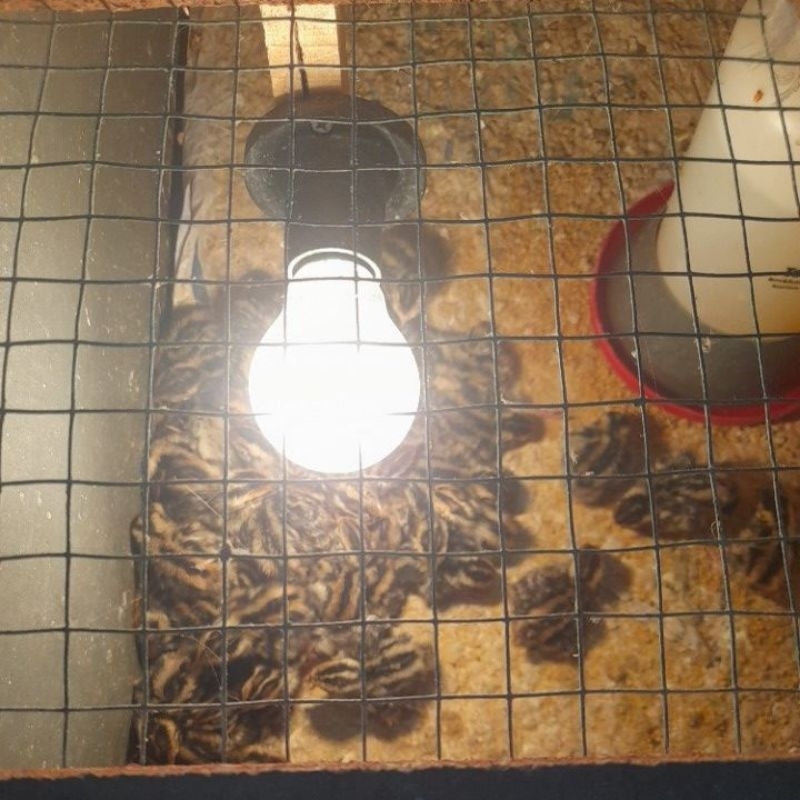 DOQ puyuh jantan pakan reptil