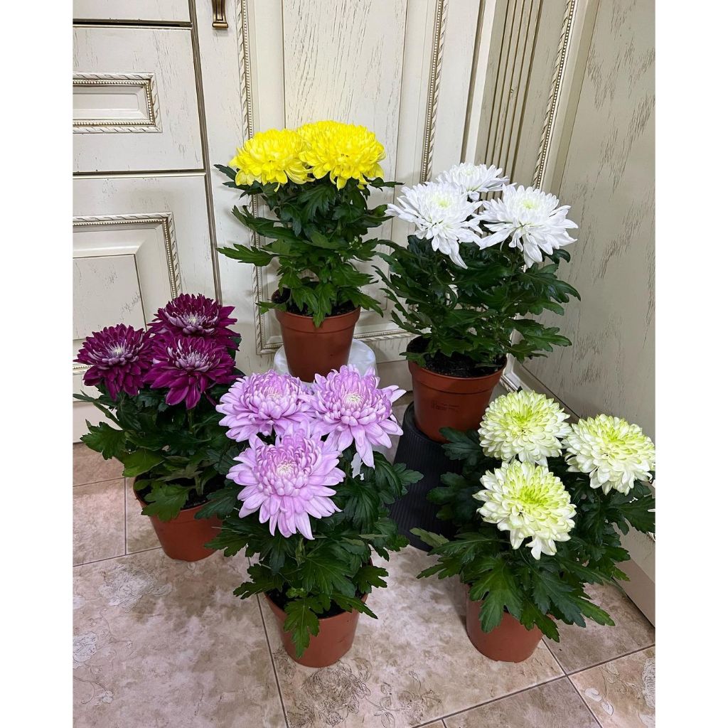 PAKET 6 WARNA TANAMAN HIAS BUNGA KRISAN ASTER  HIDUP SERUNI BAGUS MURAH COD