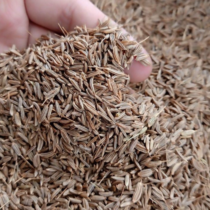 

MURAH MERIAH Jinten Jintan Caraway Seed 5G Gram Fresh Dan Bersih