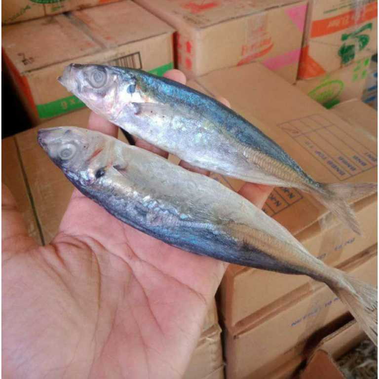 

Ikan asin layang besar termurah / pedo klotok benggol dencis