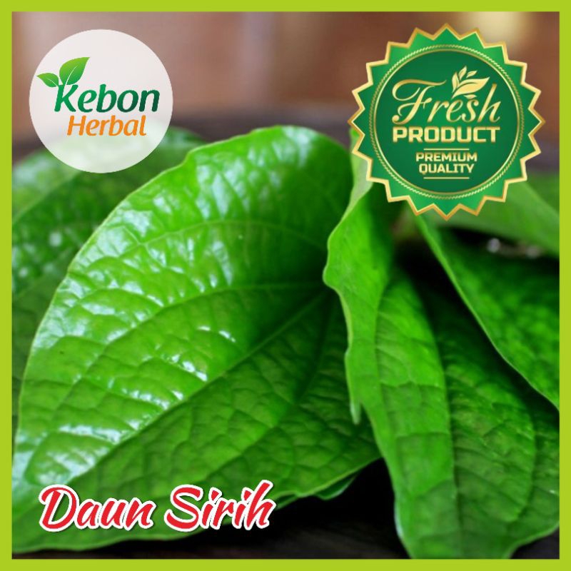 

DAUN SIRIH 100% FRESHH | DIPETIK LANGSUNG SAAT ADA PESANAN MASUK