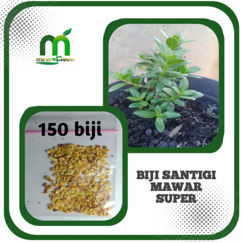 Biji santigi mawar super isi 150 biji 90% berkecambah.