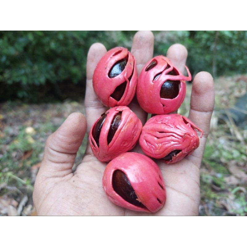 bibit biji pala kualitas super