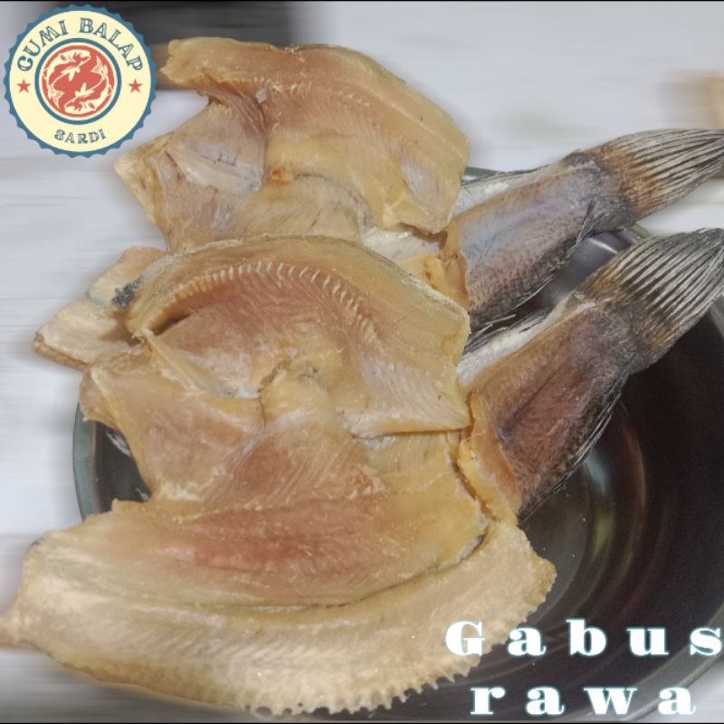 

ikan gabus rawa kalimantan.